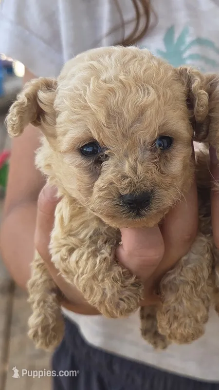 Apricot Toy – Poodle - Toy  puppy for sale in Elizabethtown, KY