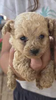 Apricot Toy, a male Poodle - Toy  for sale in Elizabethtown, KY – 1 of 3