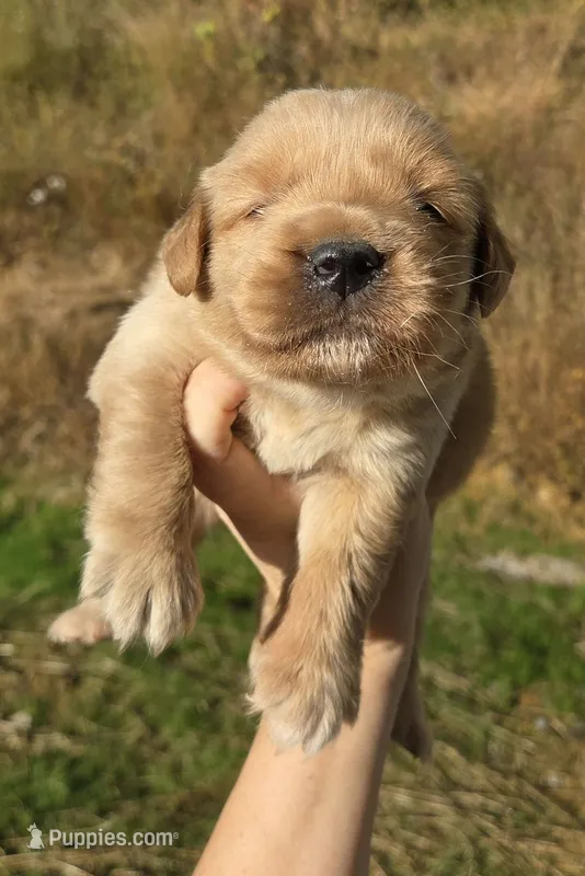 Golden girl (generic tested parents) – Golden Retriever puppy on hold in Elizabethtown, KY
