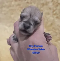 Tiny Weaton girl, a female Miniature Schnauzer for sale in Elizabethtown, KY – 3 of 4