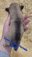 Liver Pepper Female, a female Miniature Schnauzer for sale in Elizabethtown, KY – 4 of 5