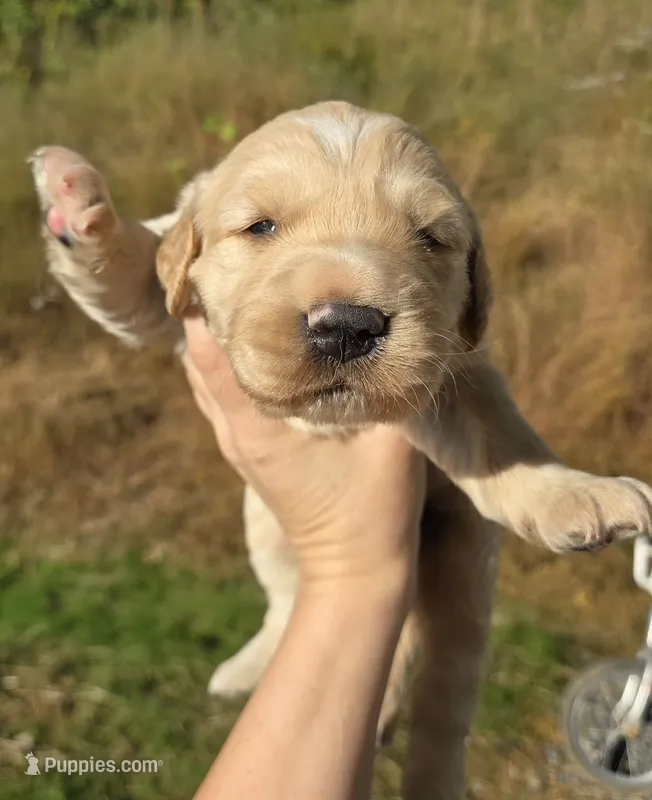 Light Golden Girl (genetic tested parents) – Golden Retriever puppy for sale in Elizabethtown, KY