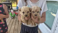 Apricot Male , a male Poodle - Toy  for sale in Elizabethtown, KY – 2 of 4