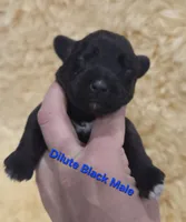 Dilute Black male, a male Miniature Schnauzer for sale in Elizabethtown, KY – 2 of 5