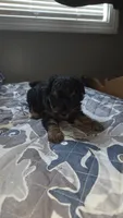 Phantom Toy , a male Poodle - Toy  for sale in Elizabethtown, KY – 10 of 10