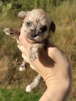 9 oz Weaton girl, a female Miniature Schnauzer for sale in Elizabethtown, KY – 3 of 9