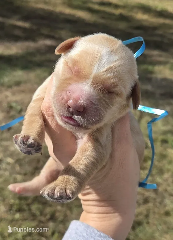 Blue Id – Golden Retriever puppy for sale in Elizabethtown, KY