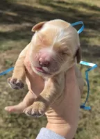 Blue Id, a male Golden Retriever for sale in Elizabethtown, KY – 1 of 1