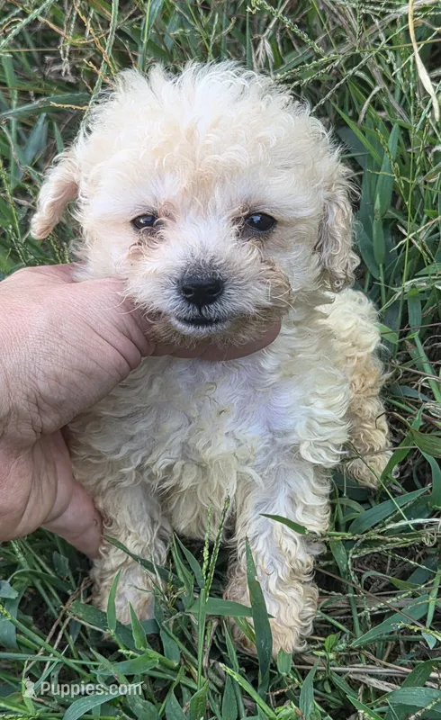 Tiny toy boy  – Poodle - Toy  puppy for sale in Elizabethtown, KY
