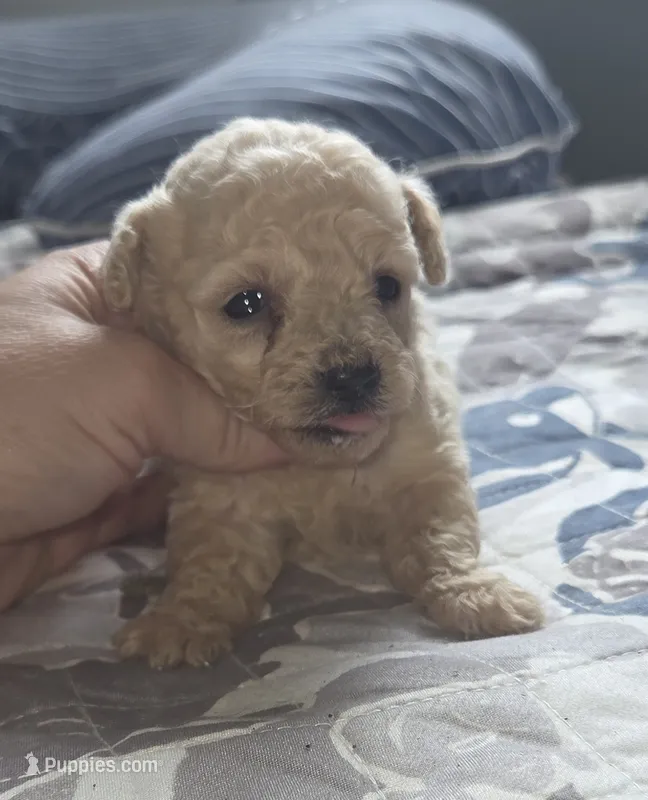 Cream Toy – Poodle - Toy  puppy for sale in Elizabethtown, KY