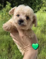 Tiny toy boy , a male Poodle - Toy  for sale in Elizabethtown, KY – 4 of 4