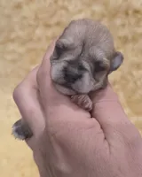 Tiny Weaton girl, a female Miniature Schnauzer for sale in Elizabethtown, KY – 2 of 4