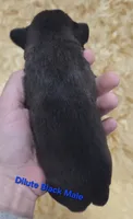 Dilute Black male, a male Miniature Schnauzer for sale in Elizabethtown, KY – 5 of 5