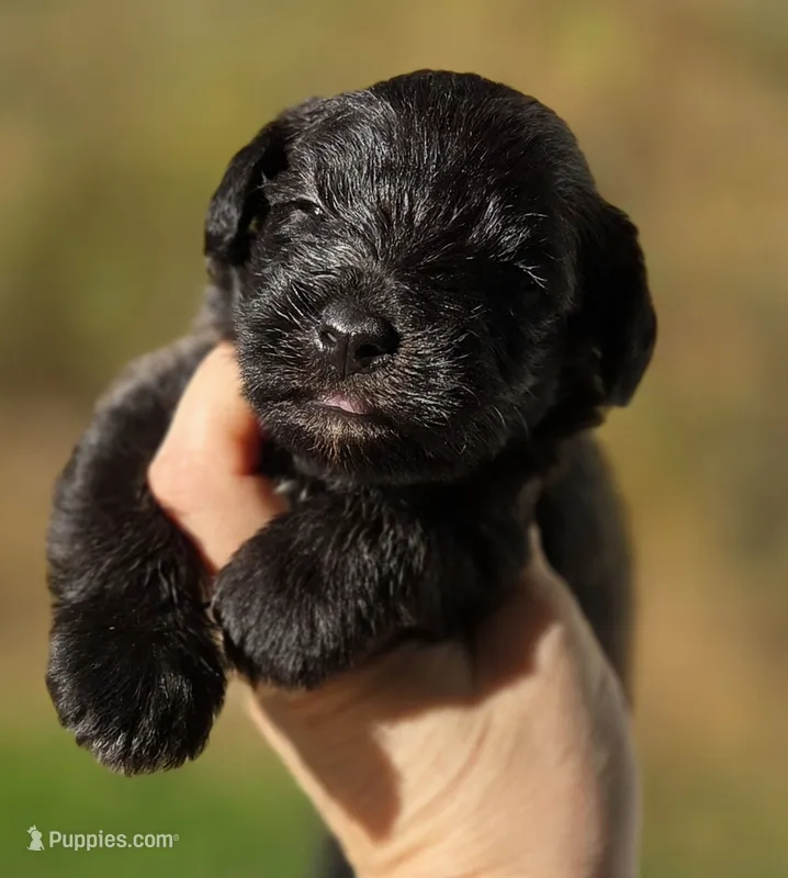Dilute Black male – Miniature Schnauzer puppy for sale in Elizabethtown, KY