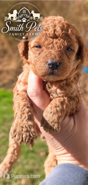 Blue Id Red – Poodle - Toy  puppy for sale in Elizabethtown, KY