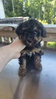 Phantom Toy , a male Poodle - Toy  for sale in Elizabethtown, KY – 4 of 10