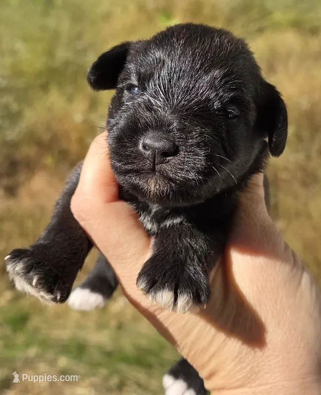 Dilute Black male – Miniature Schnauzer puppy for sale in Elizabethtown, KY