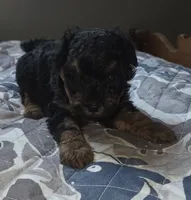 Phantom Toy , a male Poodle - Toy  for sale in Elizabethtown, KY – 5 of 10