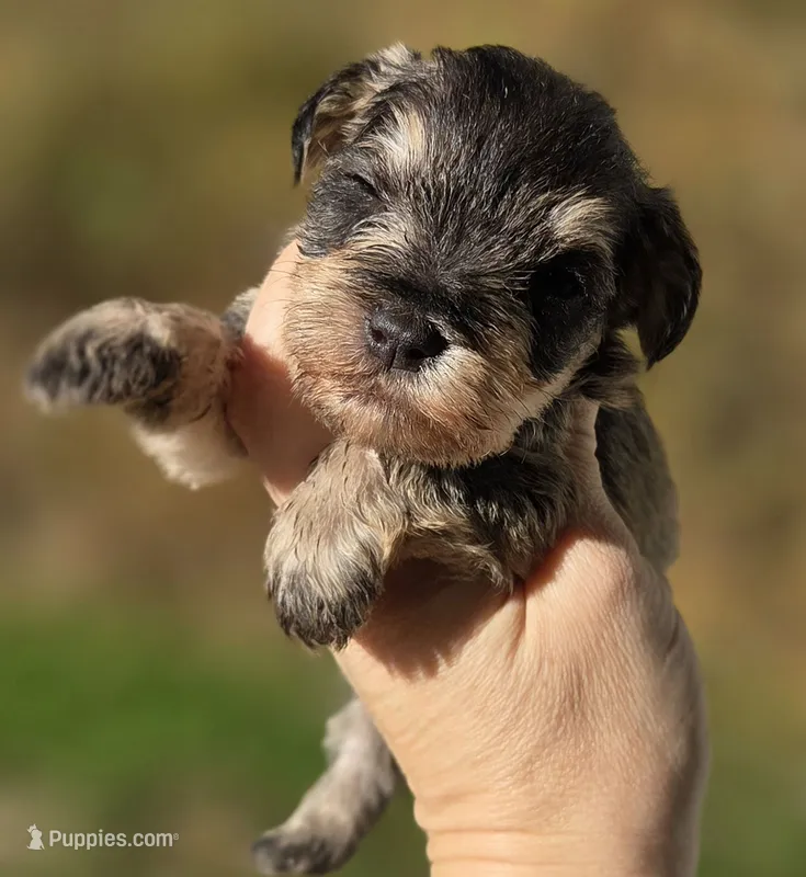 Salt  PEPPER MALE – Miniature Schnauzer puppy for sale in Elizabethtown, KY