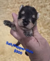 Salt  PEPPER MALE, a male Miniature Schnauzer for sale in Elizabethtown, KY – 1 of 4