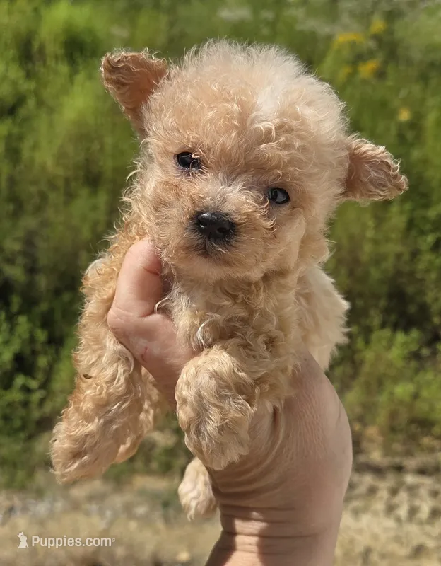 TINY Apricot Male  – Poodle - Toy  puppy for sale in Elizabethtown, KY