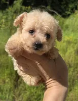 Tiny toy boy , a male Poodle - Toy  for sale in Elizabethtown, KY – 2 of 4
