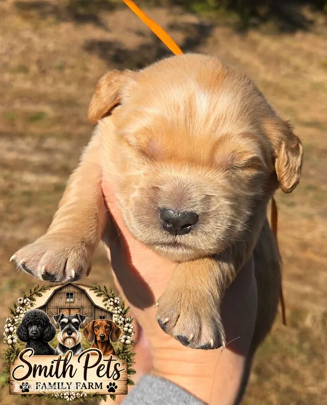 Orange Id – Golden Retriever puppy for sale in Elizabethtown, KY