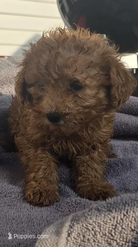 MALE, a male Poodle - Toy  for sale in Elizabethtown, KY – Photo 1 of 7