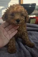 MALE, a male Poodle - Toy  for sale in Elizabethtown, KY – Photo 7 of 7
