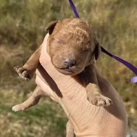 Purple id red, a male Poodle - Toy  for sale in Elizabethtown, KY – 2 of 2