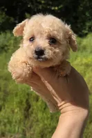 Tiny toy boy , a male Poodle - Toy  for sale in Elizabethtown, KY – 3 of 4