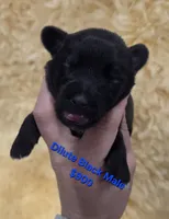 Dilute Black male, a male Miniature Schnauzer for sale in Elizabethtown, KY – 1 of 5