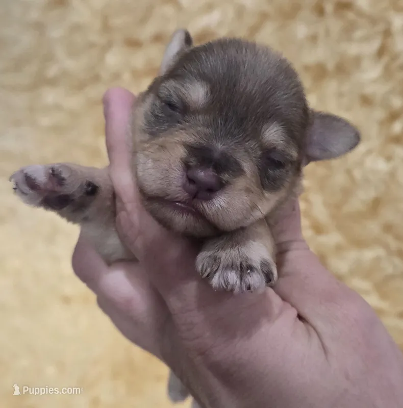 Liver Pepper Female – Miniature Schnauzer puppy for sale in Elizabethtown, KY
