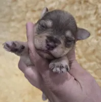 Liver Pepper Female, a female Miniature Schnauzer for sale in Elizabethtown, KY – 1 of 5
