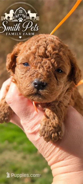 Orange ID Red – Poodle - Toy  puppy for sale in Elizabethtown, KY
