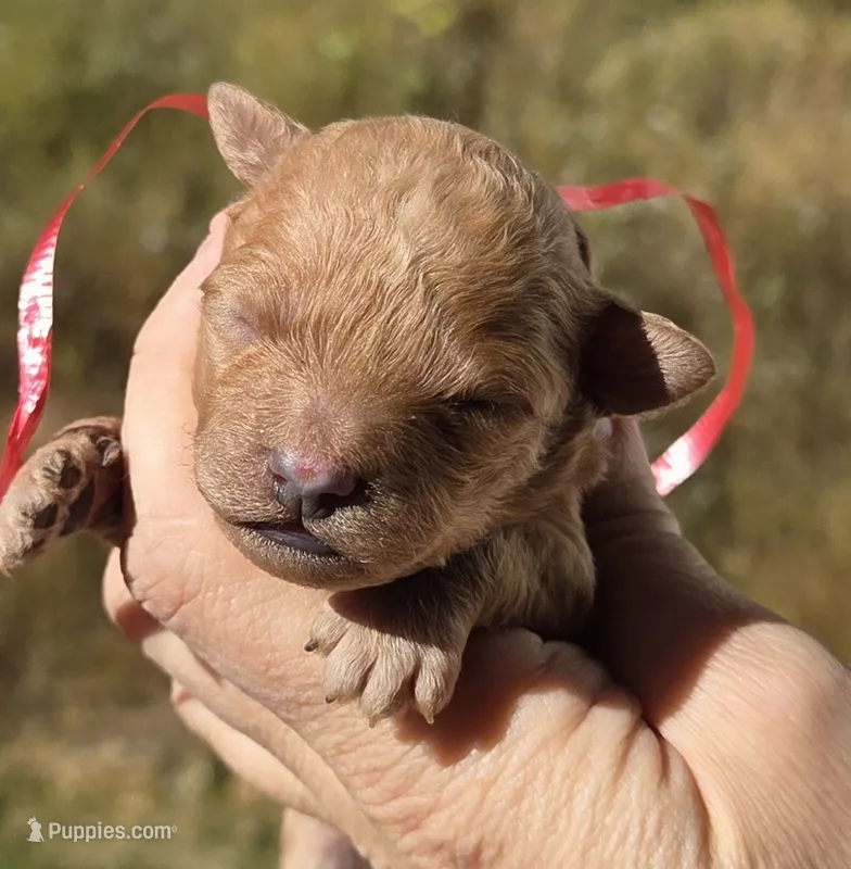 Red Id Red – Poodle - Toy  puppy for sale in Elizabethtown, KY