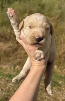 Light Golden Girl (genetic tested parents), a female Golden Retriever for sale in Elizabethtown, KY – 1 of 2
