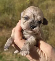 9 oz Weaton girl, a female Miniature Schnauzer for sale in Elizabethtown, KY – 5 of 9