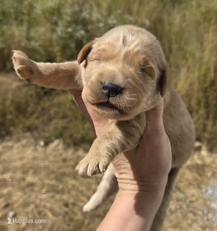 Golden girl – Golden Retriever puppy for sale in Elizabethtown, KY
