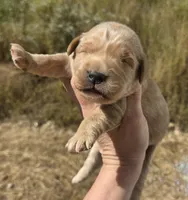 Golden girl, a male Golden Retriever for sale in Elizabethtown, KY – 1 of 6