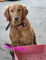 Miss Scarlet, a female Golden Retriever for sale in Elizabethtown, KY – 2 of 2