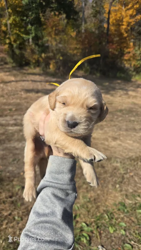 Yellow Id – Golden Retriever puppy for sale in Elizabethtown, KY