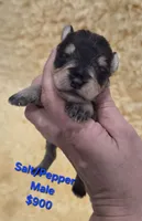 Salt  PEPPER MALE, a male Miniature Schnauzer for sale in Elizabethtown, KY – 2 of 4