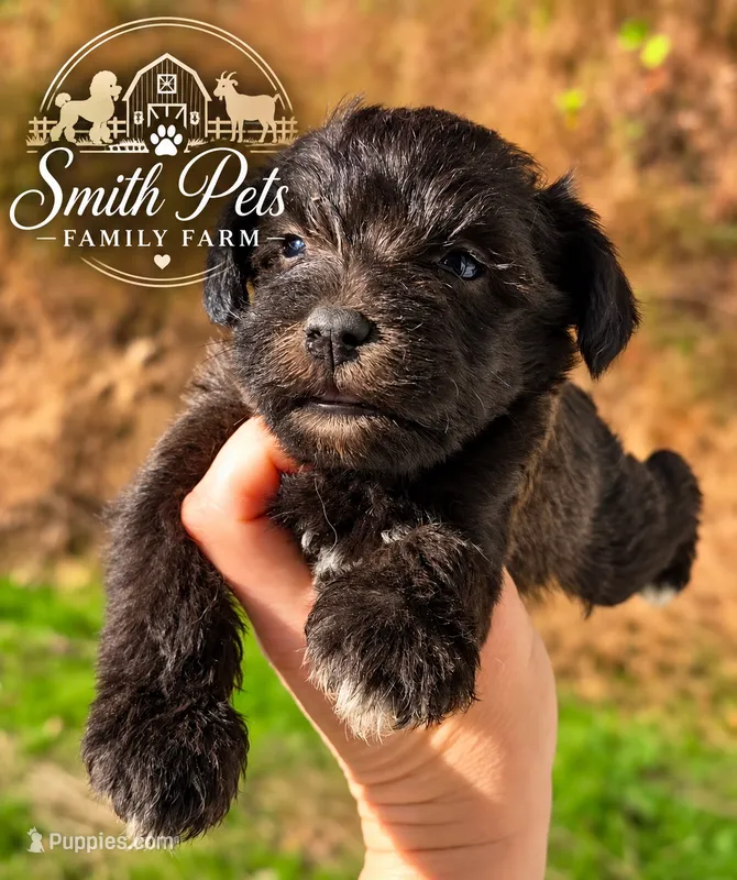 Dilute Black male – Miniature Schnauzer puppy for sale in Elizabethtown, KY
