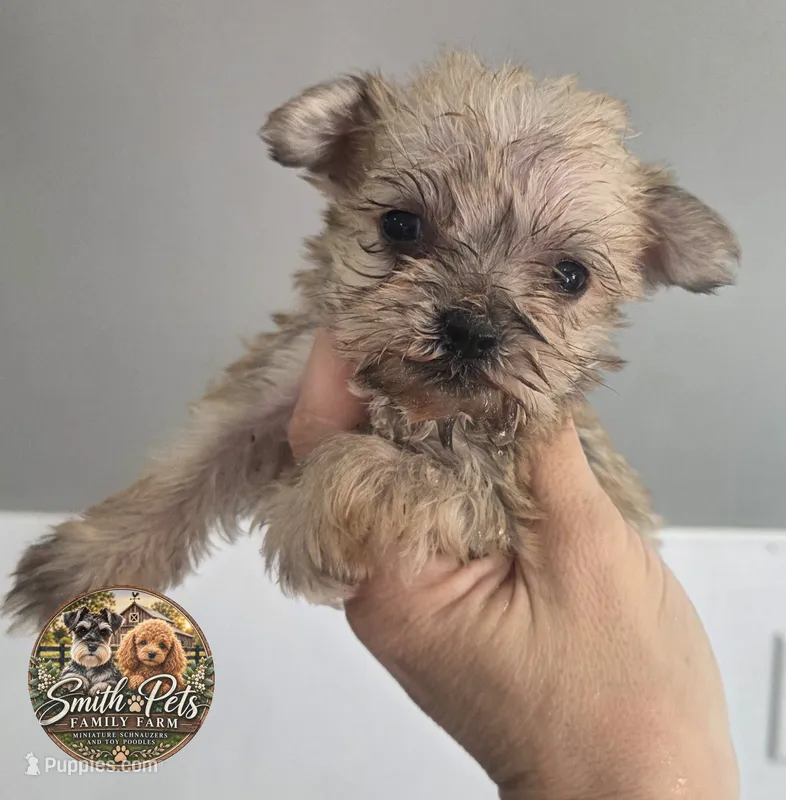 9 oz Weaton girl – Miniature Schnauzer puppy for sale in Elizabethtown, KY