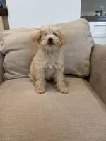 Scout , a male Schnoodle for sale in Willard, MO – 5 of 5