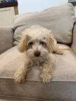 Scout , a male Schnoodle for sale in Willard, MO – 1 of 5