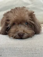 Rosita Rosy Rose , a female Schnoodle for sale in Willard, MO – 4 of 5