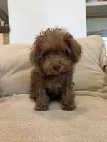 Rosita Rosy Rose , a female Schnoodle for sale in Willard, MO – 3 of 5