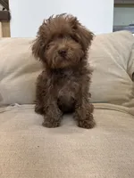 Rosita Rosy Rose , a female Schnoodle for sale in Willard, MO – 5 of 5